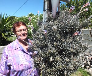 Lugplant blom na 28 jaar